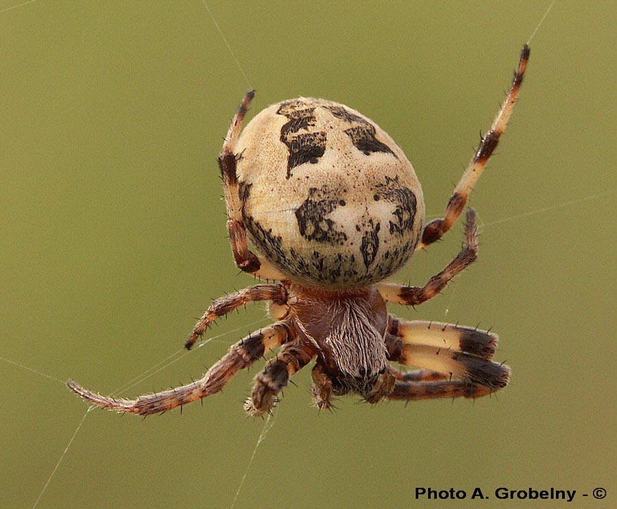 Larinoides cornutus