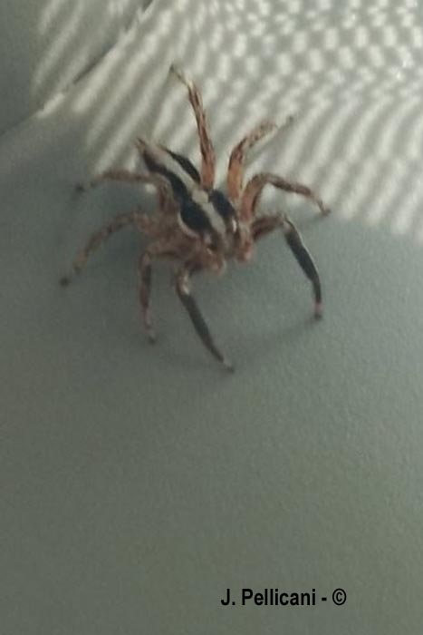 Plexippus paykulli
