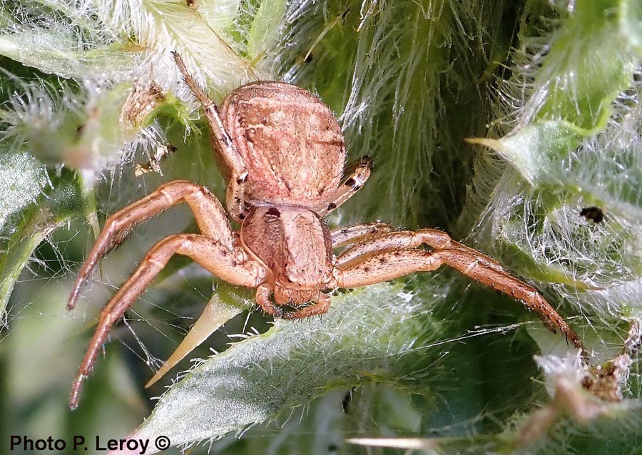 Thomisidae