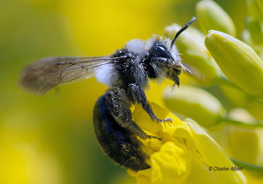 Andrena cineraria