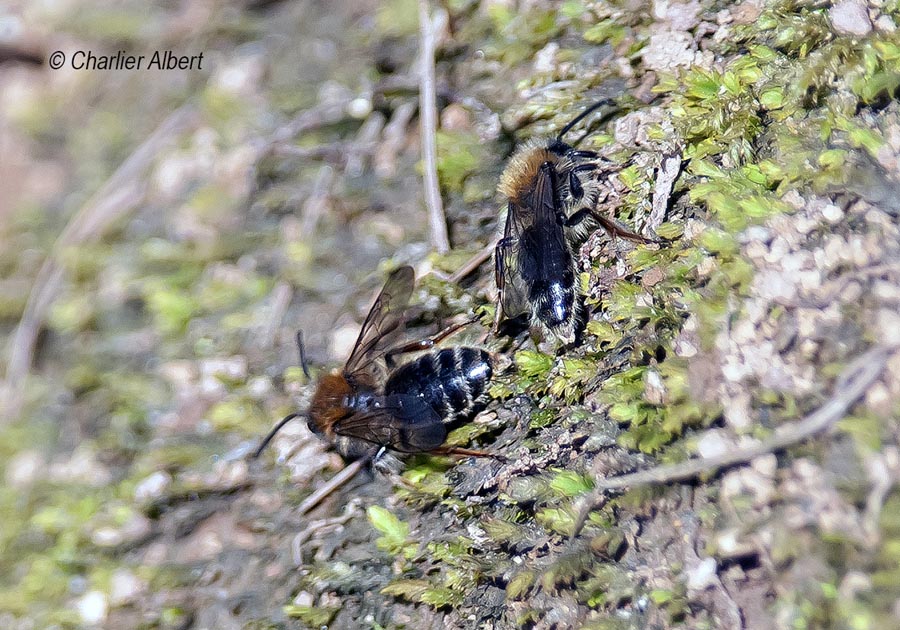 Andrena clarkella