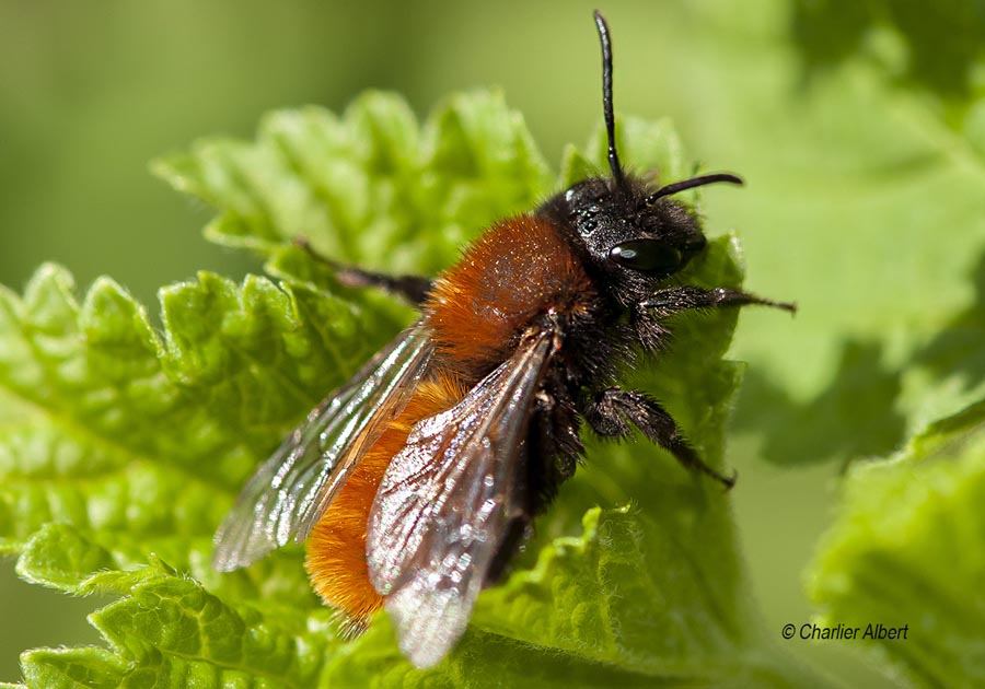 Andrena fulva