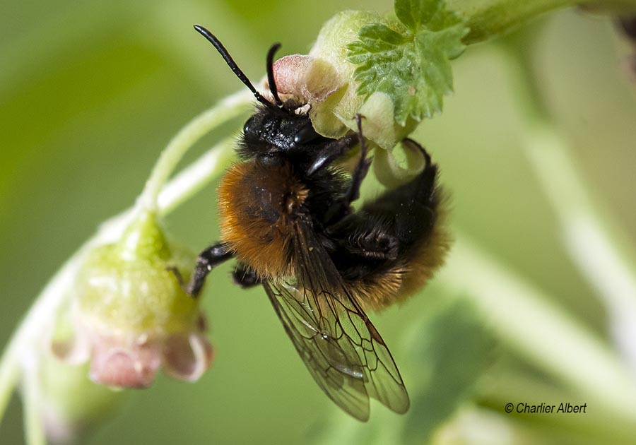 Andrena fulva