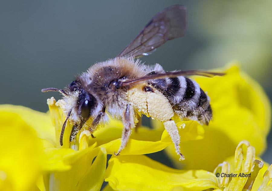 Andrena gravida