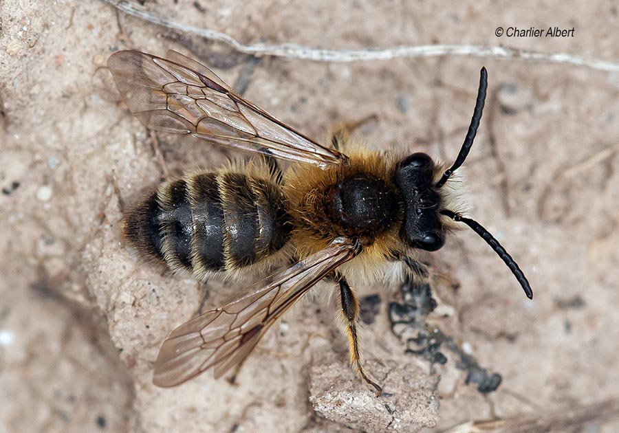 Andrena gravida