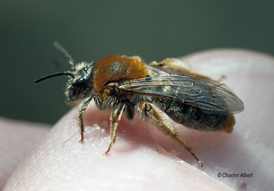 Andrena haemorrhoa