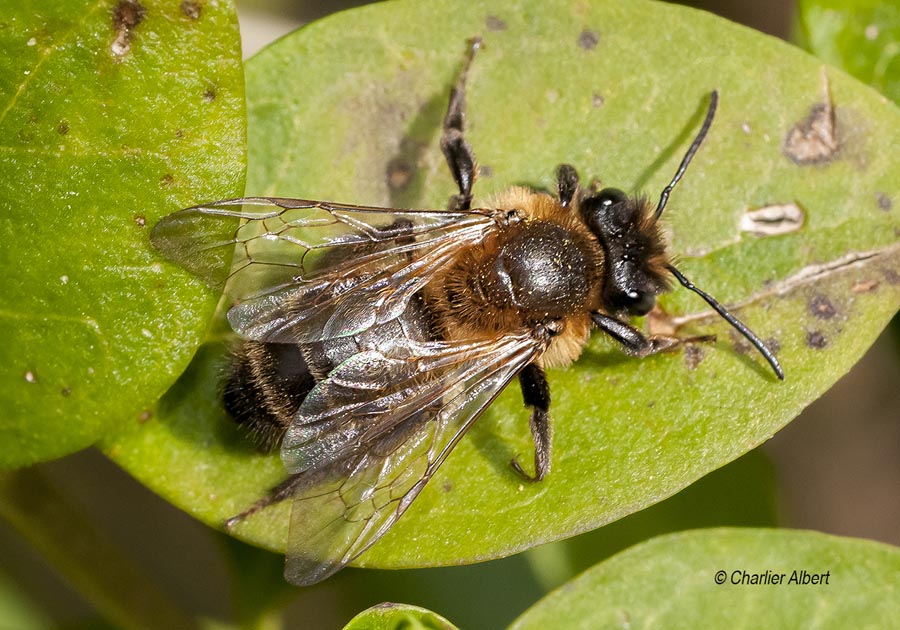 Andrena scotica