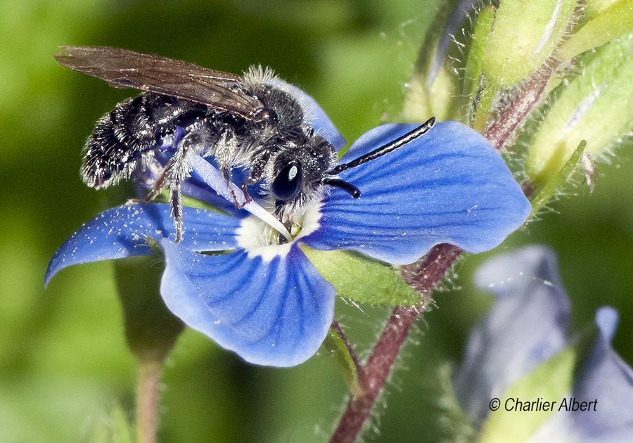 Andrena viridescens