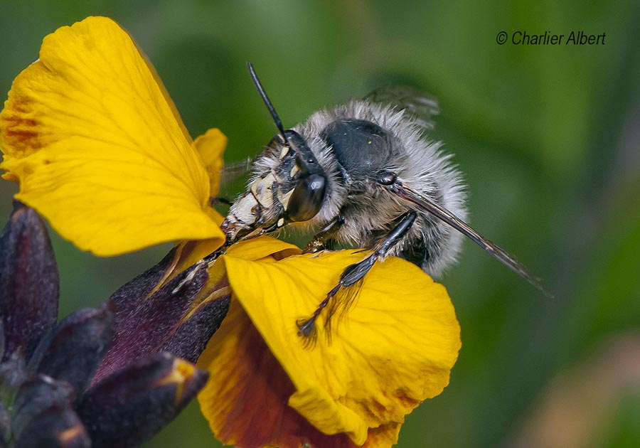 Anthophora plumipes