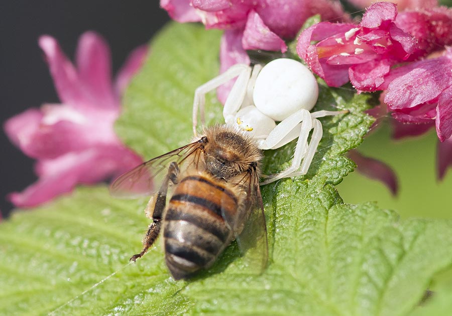 Apis mellifera