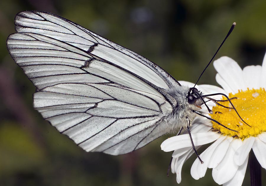 Aporia crataegi