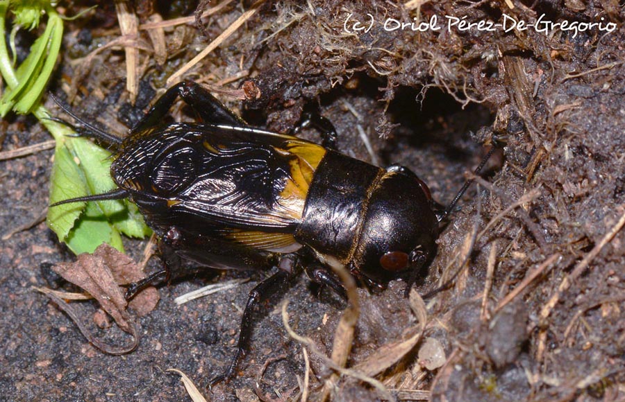 Acheta domesticus