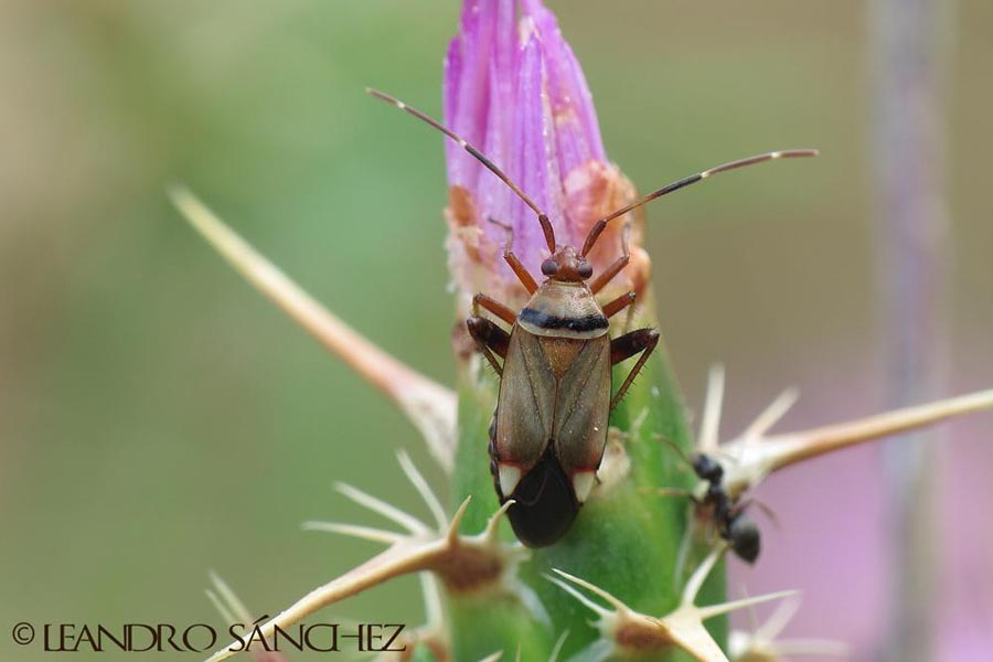 Adelphocoris vandalicus