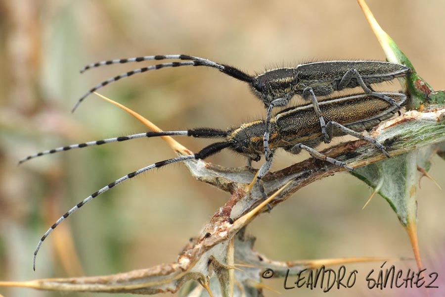 Agapanthia cardui