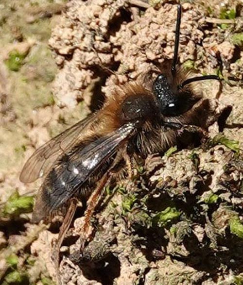 Andrena clarkella