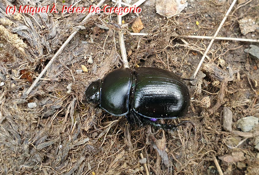 Anoplotrupes stercorosus