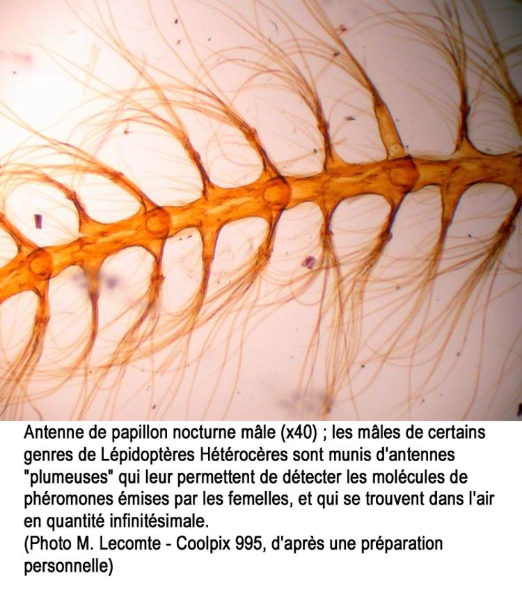 Antenne hétérocère