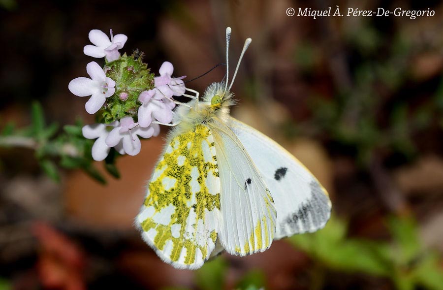 Anthocharis cardamines