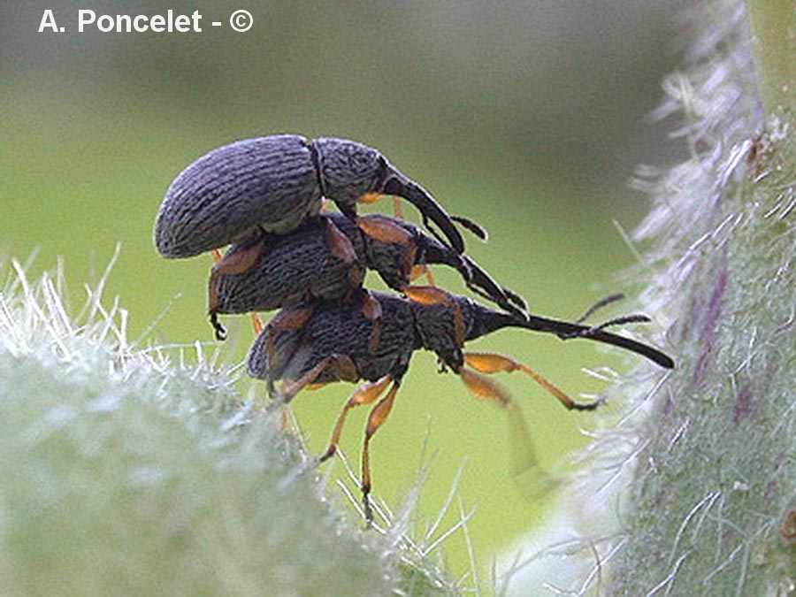 Apion sp. (charançons)