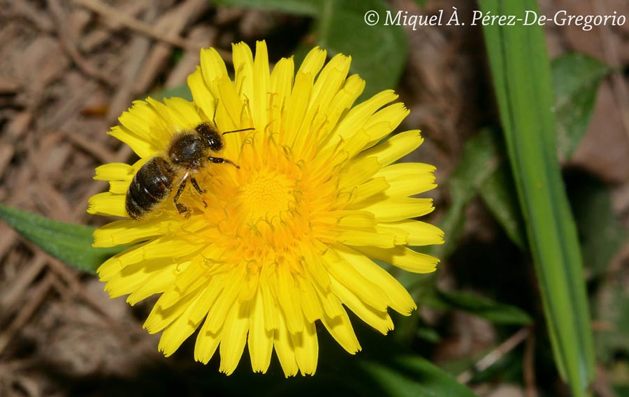 Apis mellifera