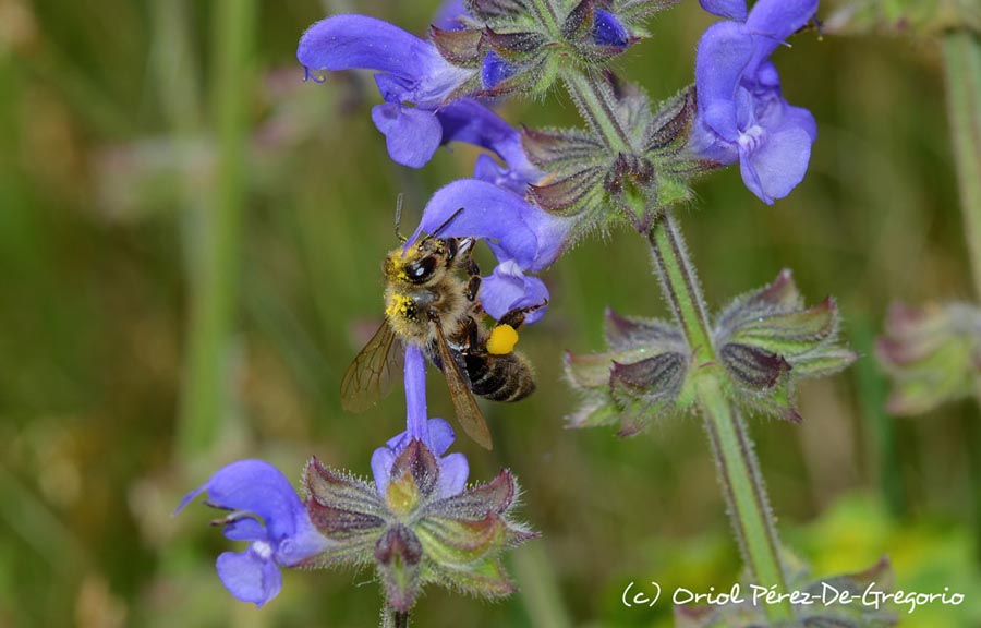 Apis mellifera