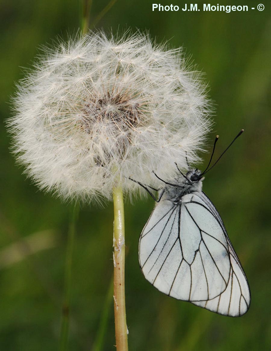 Aporia crataegi