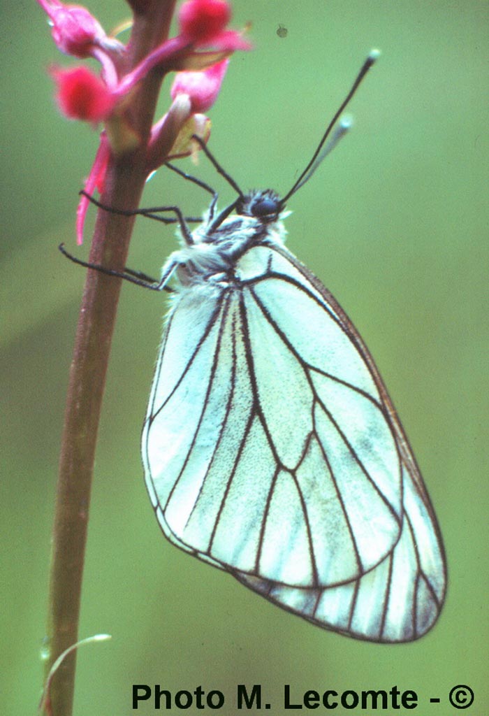 Aporia crataegi