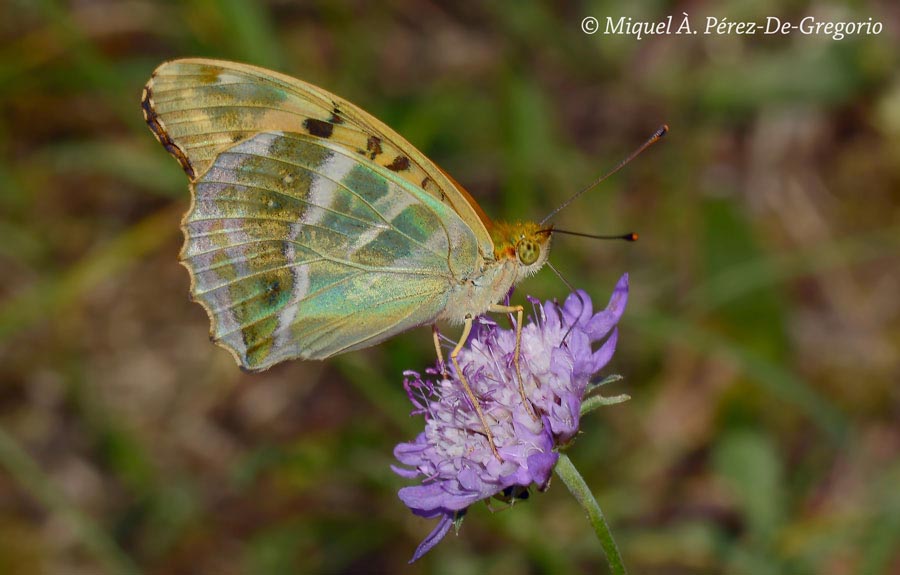 Argynnis paphia