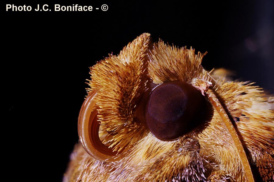 Autographa sp.