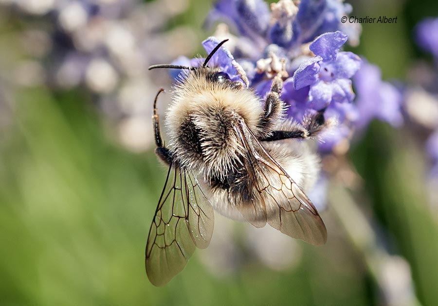 Bombus lucorum