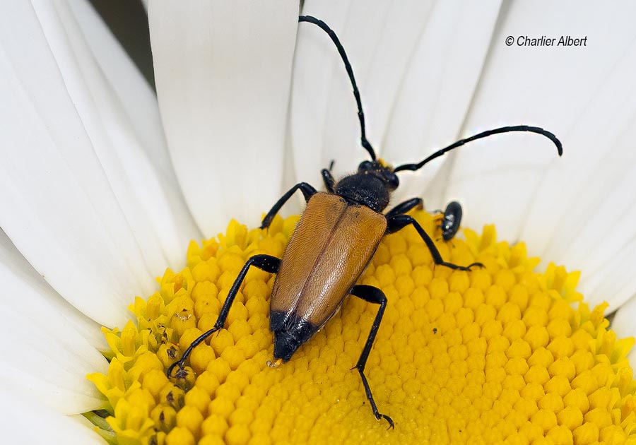 Brachyleptura fulva