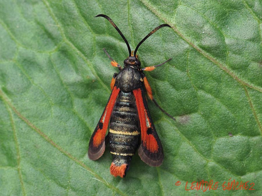 Bembecia chrysidiformis