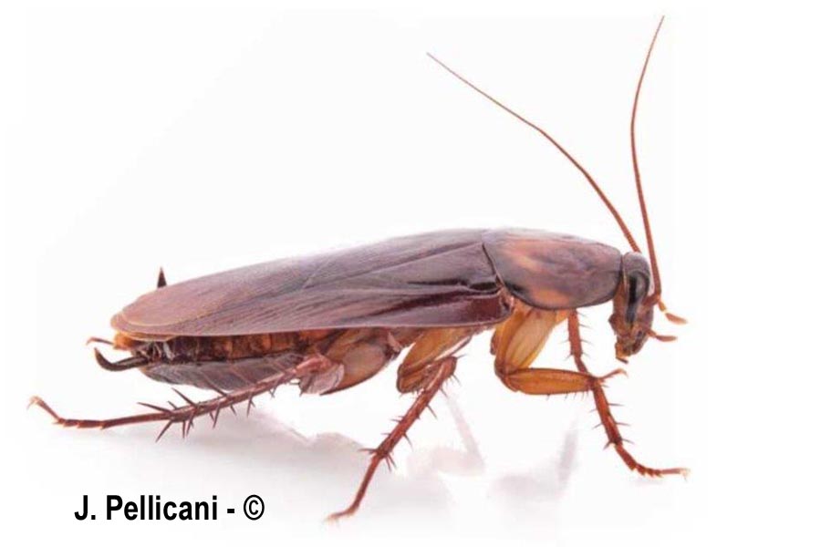 Blattella germanica