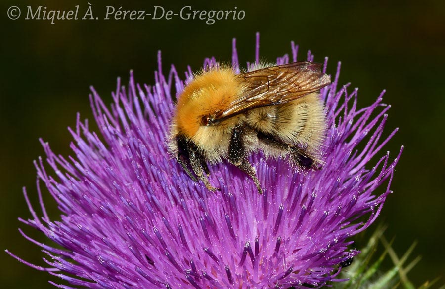 Bombus pascuorum