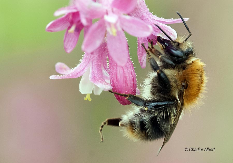 Bombus pascuorum