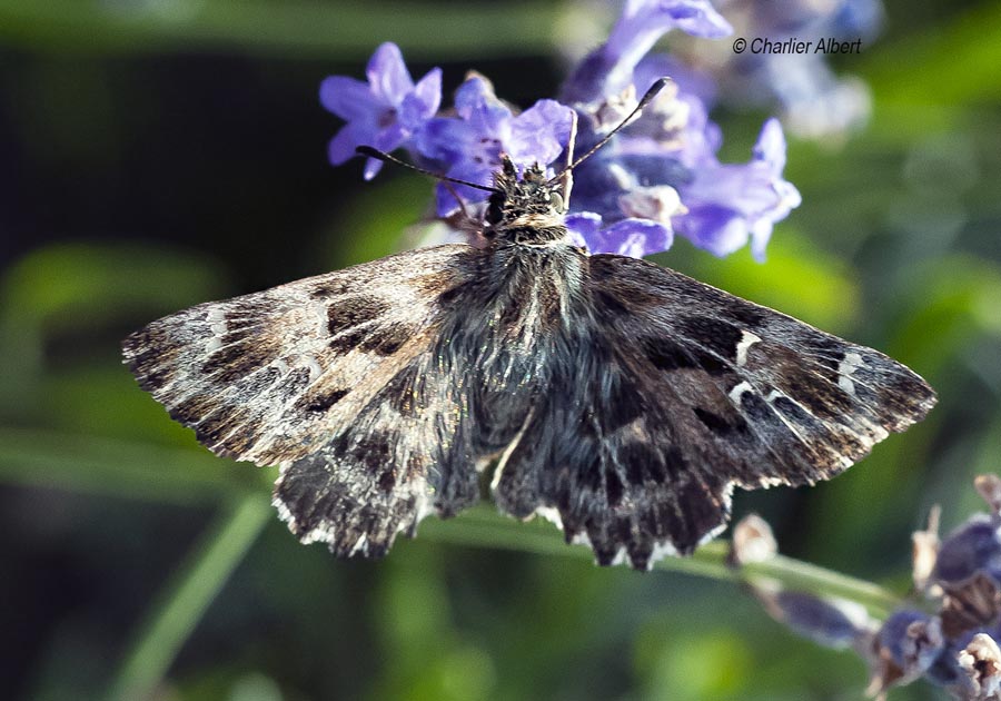 Carcharodus alceae