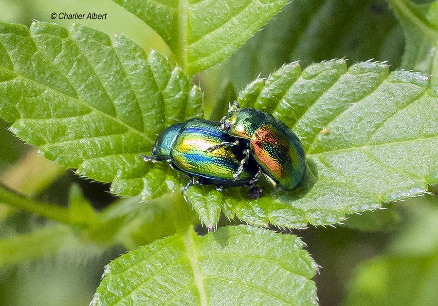 Chrysolina graminis