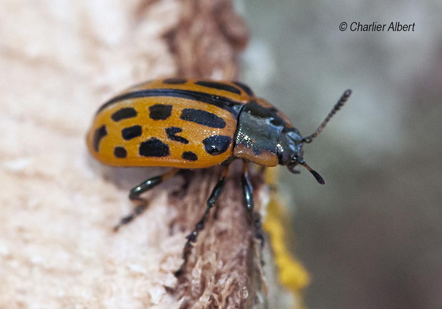 Chrysomela vigintipunctata