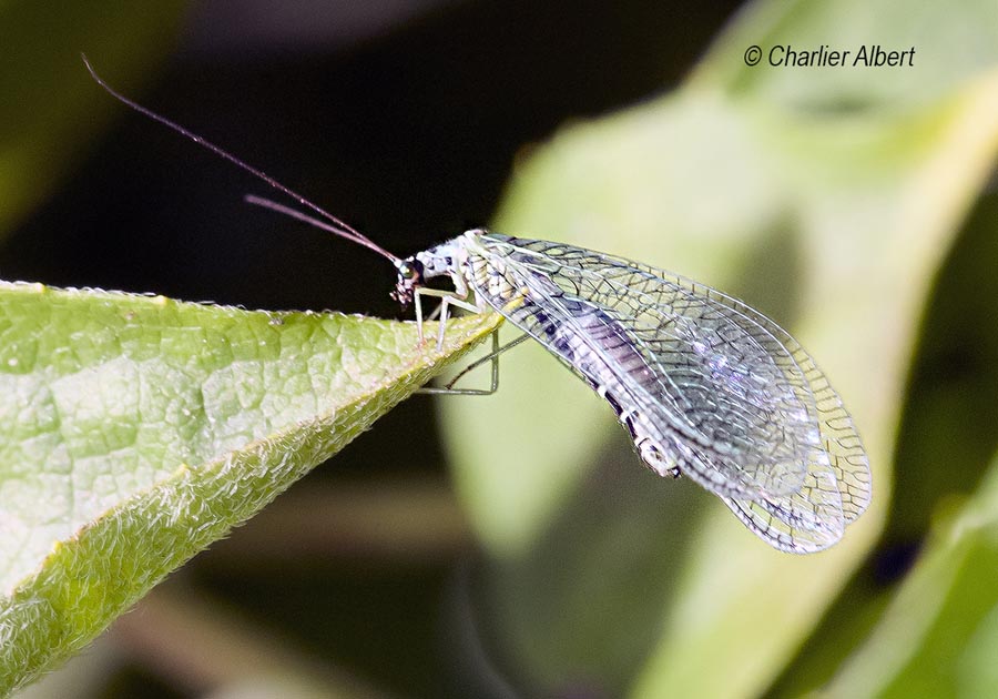 Chrysopa perla