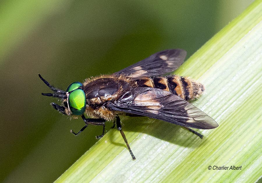 Chrysops relictus