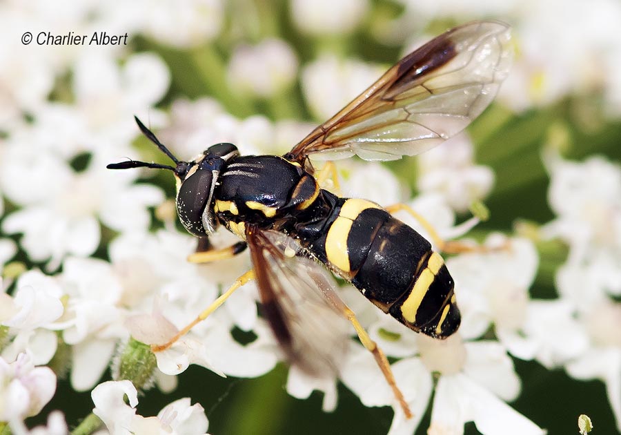 Chrysotoxum bicinctum