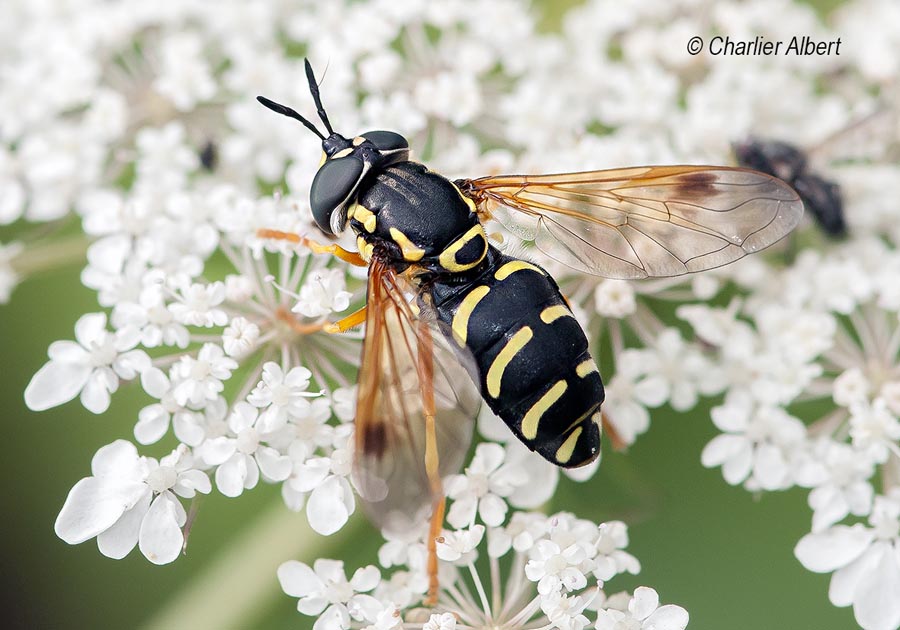 Chrysotoxum bicinctum