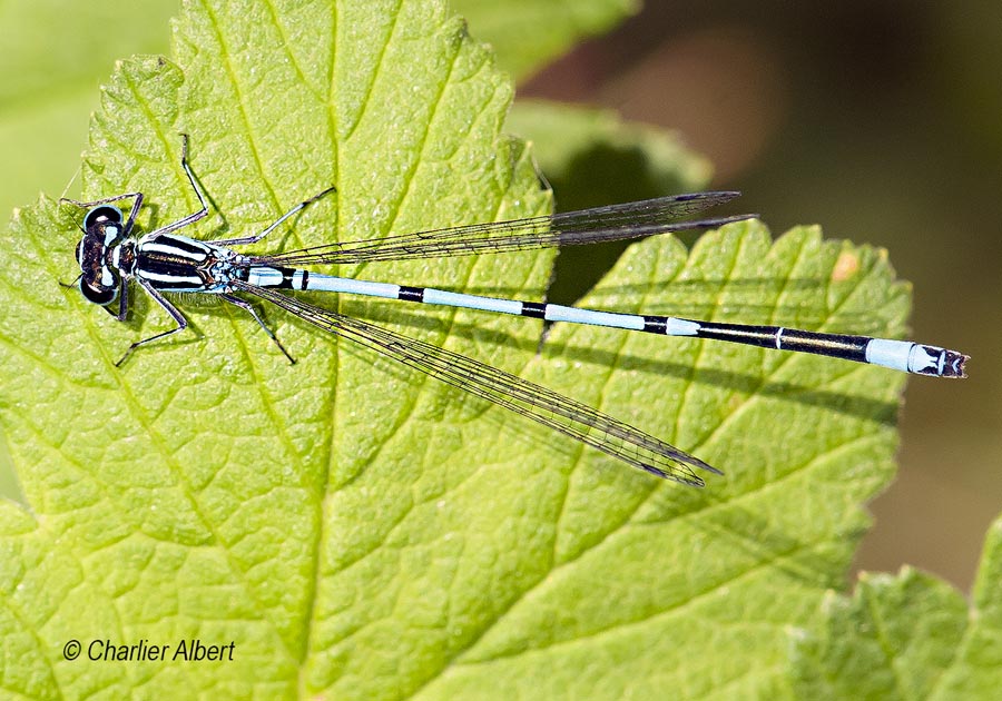 Coenagrion puella