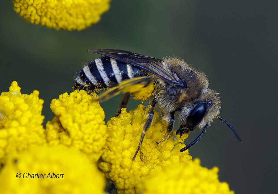 Colletes daviesanus