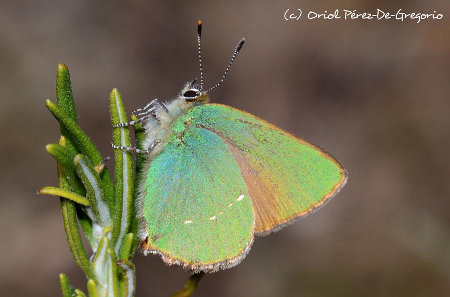 Callophrys rubi