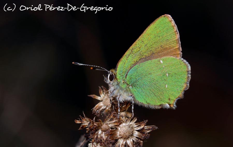 Callophrys rubi