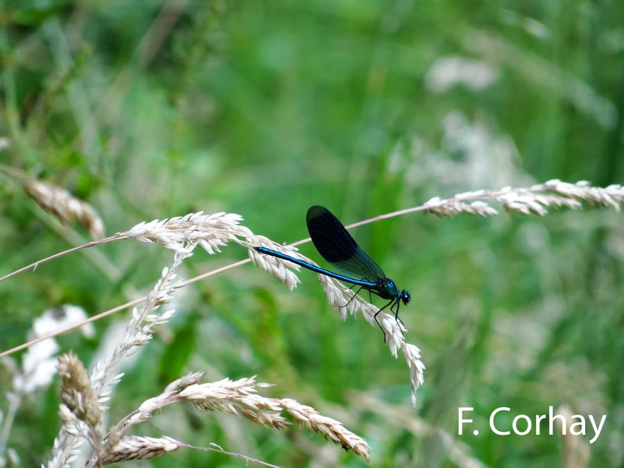 Calopteryx splendens