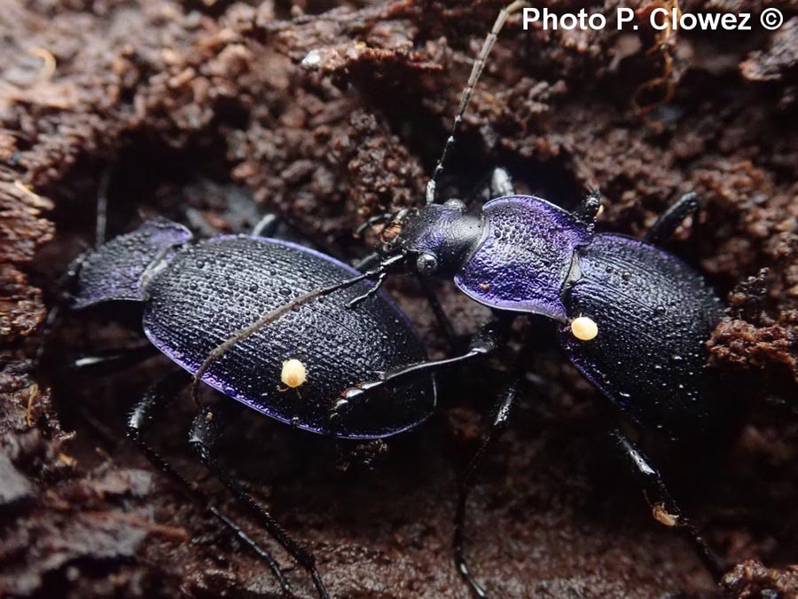 Carabus problematicus