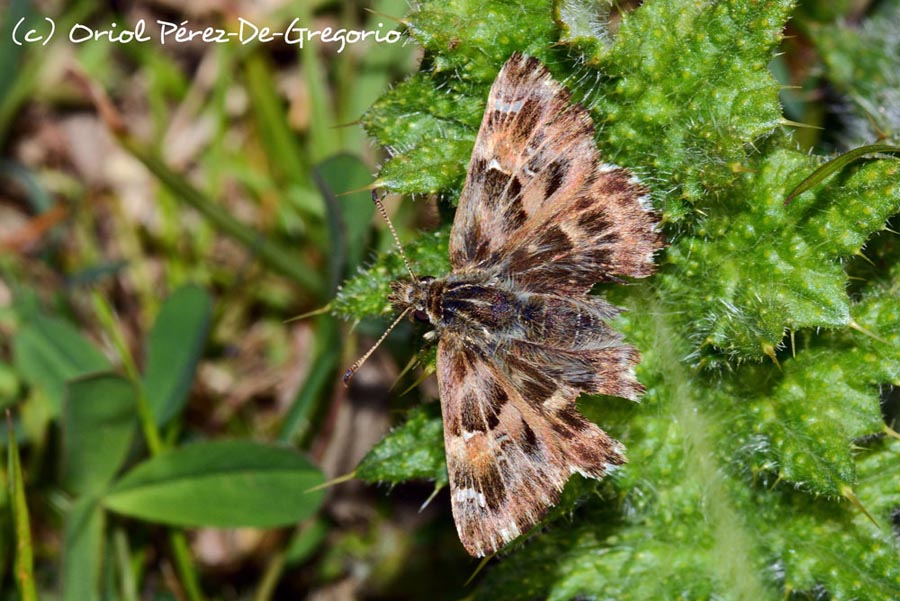 Carcharodus alceae