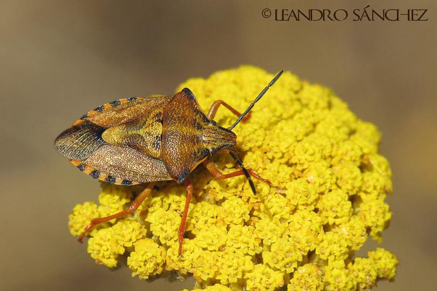 Carpocoris fuscispinus